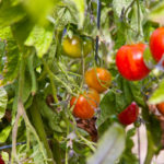 Tomaten anbauen Pflanze