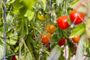 Tomaten anbauen Pflanze