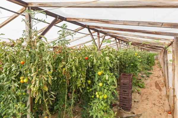 Industriegewächshaus kaufen Tomaten