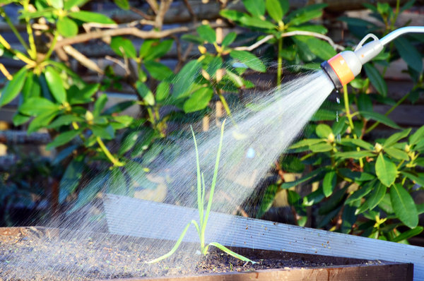 Insektenabwehr Wasser Bewässerung