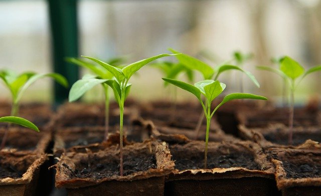 Pflanzen wachsen in Mini-Gewächshaus