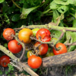 Faule Tomaten