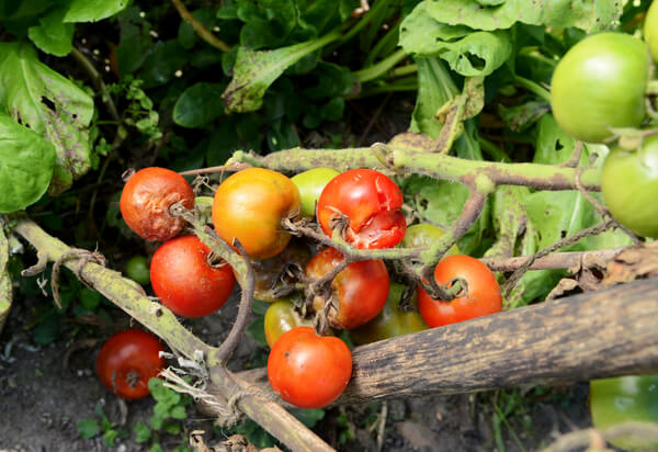 Faule Tomaten