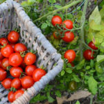 Geerntete Tomaten im Korb