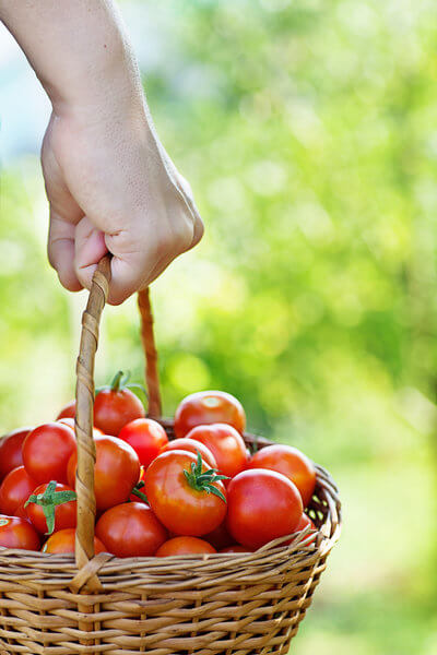 Kleine Tomaten im Korb