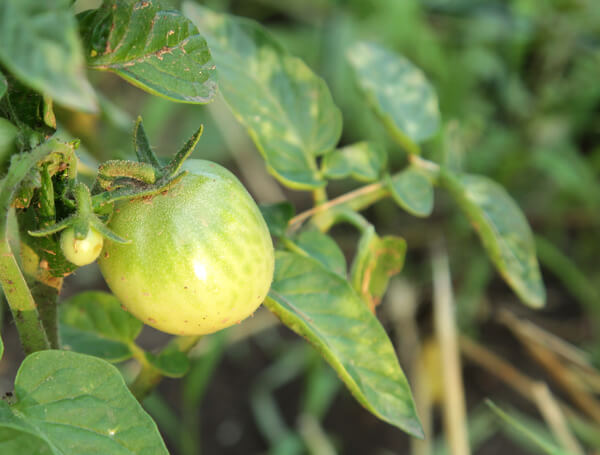 Kranke grüne Tomate