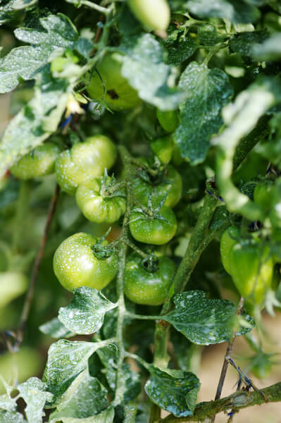 Kranke Tomate mit weißen Flecken