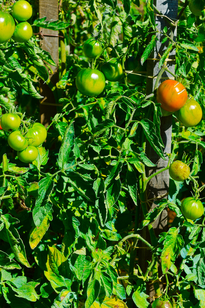 Grüne Tomaten hängen am Stiel