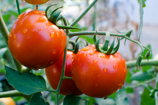 Tomaten im Regen