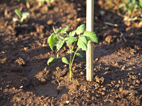 Tomatenpflanzenstil kommt aus der Erde
