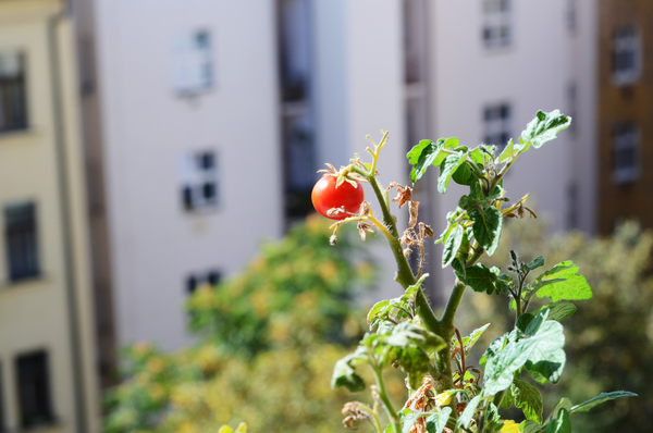 Tomatenpflanze auf Balkon