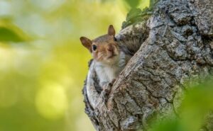 Eichhörnchen schaut aus einem Baumloch