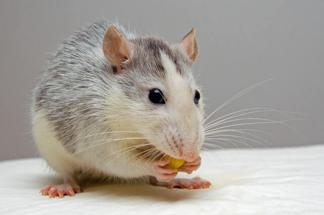 Alufolie gegen Mäuse – so lassen sich die Nager vertreiben