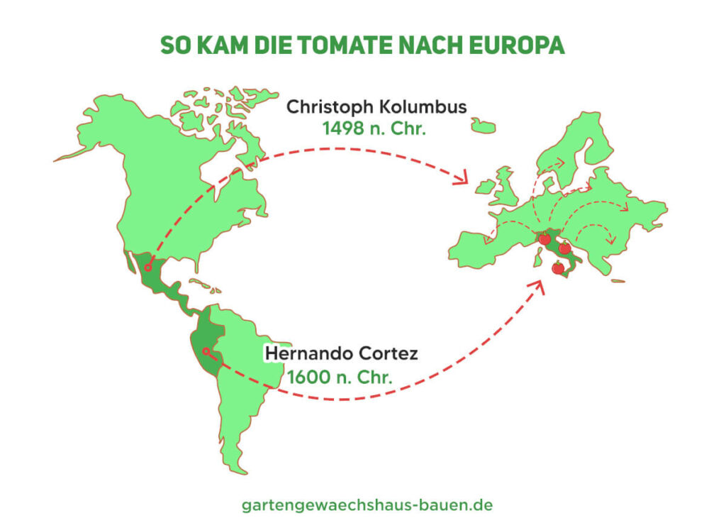 Herkunft der Tomate als Infografik