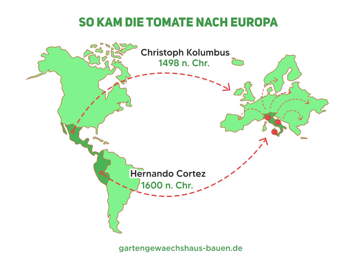 Die Geschichte der Tomate und ihre Herkunft