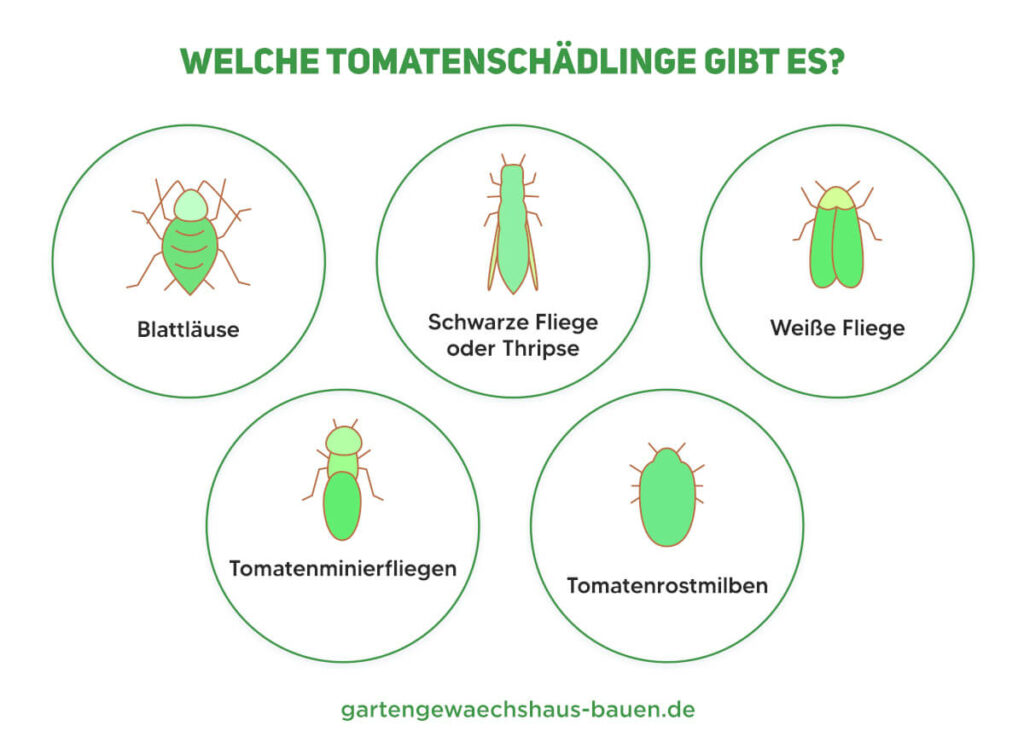 Übersicht aller Tomatenschädlinge