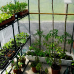 Pflanzen in einem selbstgebauten Gewächshaus